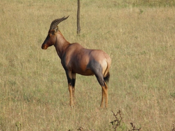 Urlaub Afrika – Bild 328 von 352