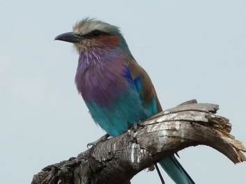 Urlaub Afrika – Bild 228 von 352
