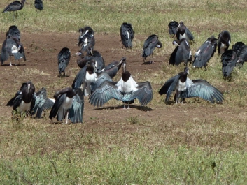 Urlaub Afrika – Bild 171 von 352