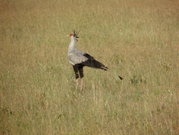 Urlaub Afrika – Bild 329 von 352