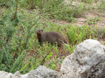Urlaub Afrika – Bild 241 von 352