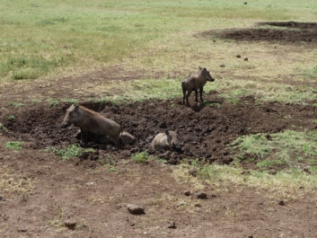 Urlaub Afrika – Bild 173 von 352