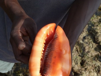 Urlaub Afrika – Bild 108 von 352