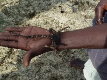 Urlaub Afrika – Bild 103 von 352