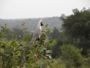 Urlaub Afrika – Bild 347 von 352