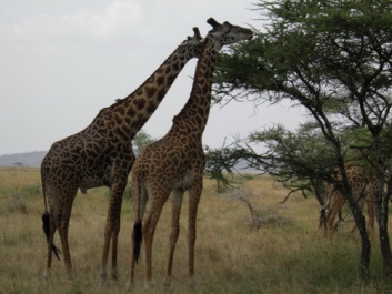 Urlaub Afrika – Bild 309 von 352