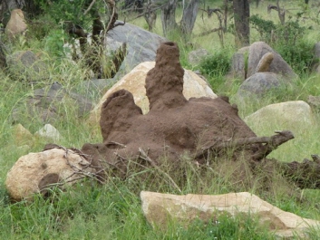 Urlaub Afrika – Bild 238 von 352
