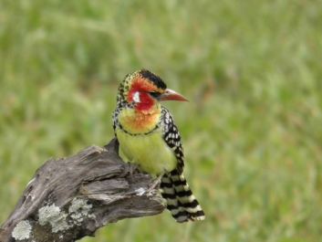 Urlaub Afrika – Bild 352 von 352