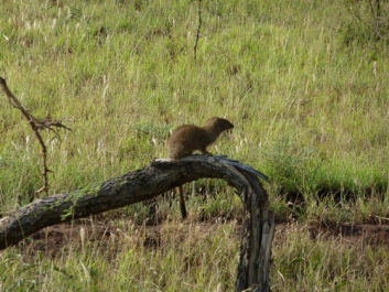 Urlaub Afrika – Bild 213 von 352