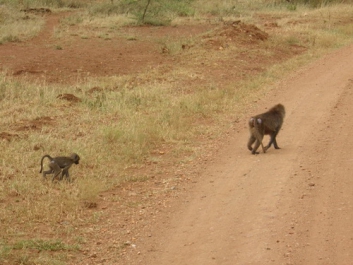 Urlaub Afrika – Bild 325 von 352