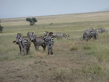 Urlaub Afrika – Bild 58 von 352