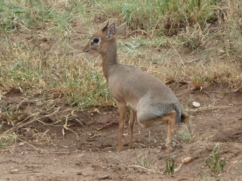 Urlaub Afrika – Bild 204 von 352