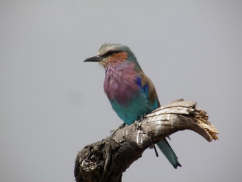 Urlaub Afrika – Bild 339 von 352