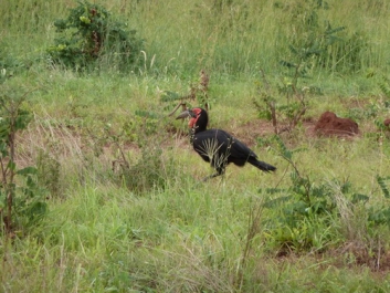 Urlaub Afrika – Bild 244 von 352