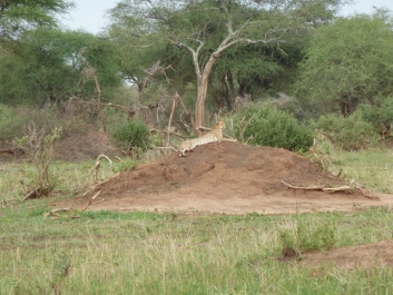 Urlaub Afrika – Bild 243 von 352