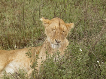 Urlaub Afrika – Bild 298 von 352