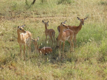 Urlaub Afrika – Bild 334 von 352