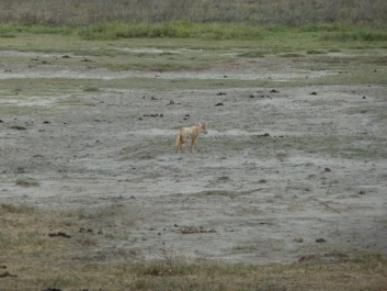 Urlaub Afrika – Bild 180 von 352