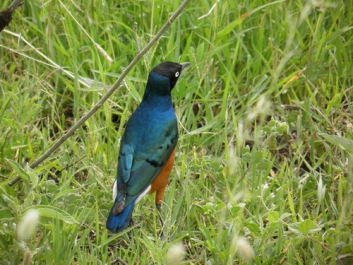 Urlaub Afrika – Bild 337 von 352