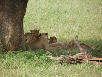 Urlaub Afrika – Bild 351 von 352