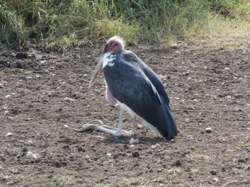 Urlaub Afrika – Bild 218 von 352