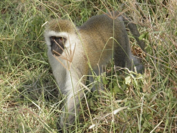 Urlaub Afrika – Bild 335 von 352