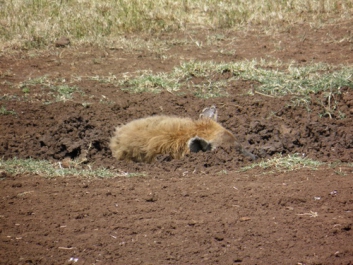 Urlaub Afrika – Bild 291 von 352
