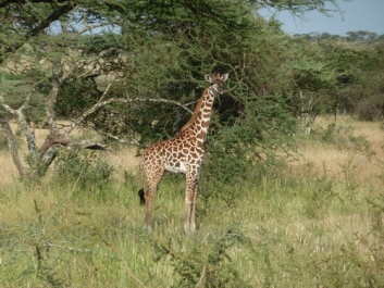 Urlaub Afrika – Bild 215 von 352