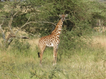 Urlaub Afrika – Bild 332 von 352