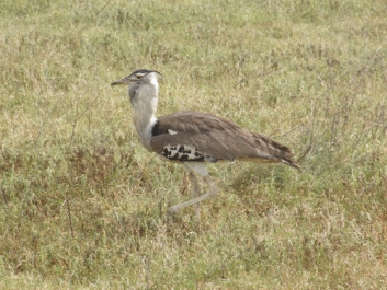 Urlaub Afrika – Bild 295 von 352