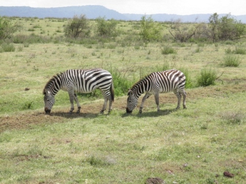 Urlaub Afrika – Bild 288 von 352