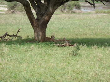 Urlaub Afrika – Bild 251 von 352