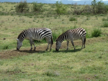 Urlaub Afrika – Bild 170 von 352
