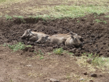 Urlaub Afrika – Bild 172 von 352