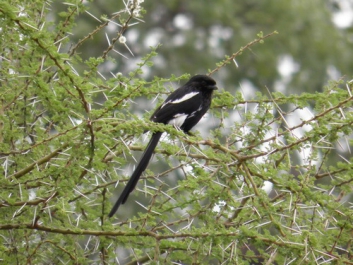Urlaub Afrika – Bild 350 von 352