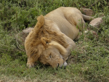 Urlaub Afrika – Bild 294 von 352