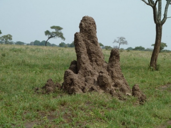 Urlaub Afrika – Bild 250 von 352