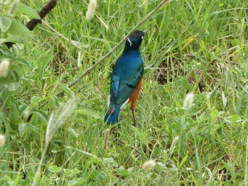 Urlaub Afrika – Bild 221 von 352