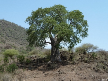 Urlaub Afrika – Bild 142 von 352