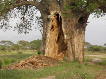 Urlaub Afrika – Bild 345 von 352