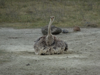 Urlaub Afrika – Bild 183 von 352