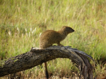 Urlaub Afrika – Bild 331 von 352
