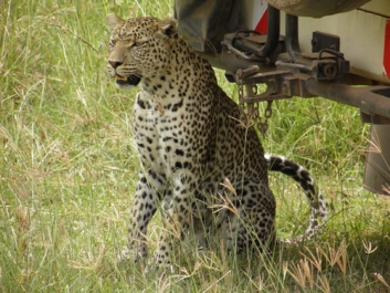 Urlaub Afrika – Bild 308 von 352