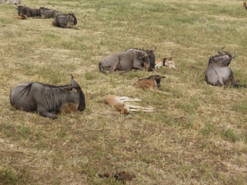 Urlaub Afrika – Bild 299 von 352