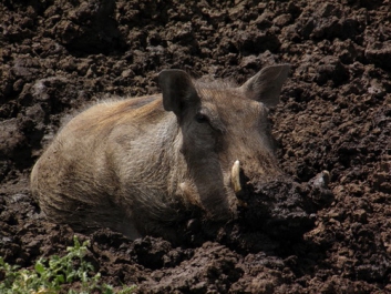 Urlaub Afrika – Bild 289 von 352