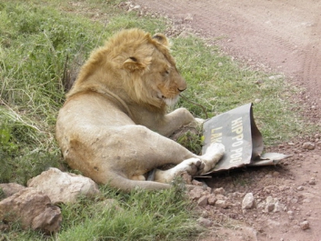 Urlaub Afrika – Bild 293 von 352