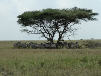Urlaub Afrika – Bild 195 von 352