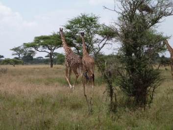 Urlaub Afrika – Bild 199 von 352
