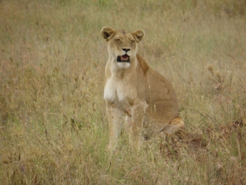 Urlaub Afrika – Bild 311 von 352