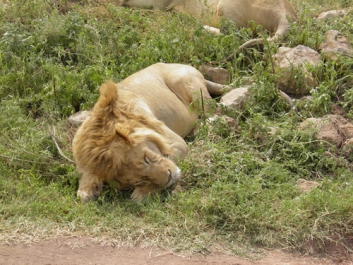 Urlaub Afrika – Bild 292 von 352